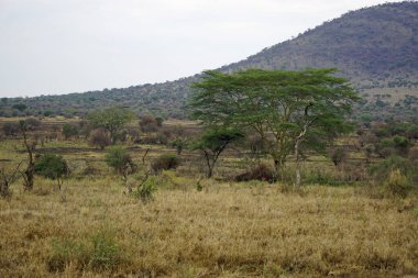 Tanzanya 'daki Serengeti manzarası