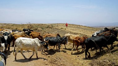 Arusha yakınlarındaki Tanzanias Anakarasındaki Massai 'den gelen inek sürüsü.