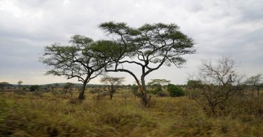 Tanzanya 'daki Serengeti manzarası