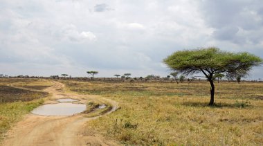 Tanzanya 'daki Serengeti manzarası