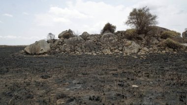 Tanzanya 'daki Serengeti manzarası