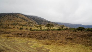 Tanzanya 'daki Serengeti manzarası