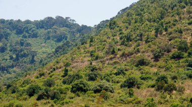 Tanzanya 'daki Serengeti manzarası