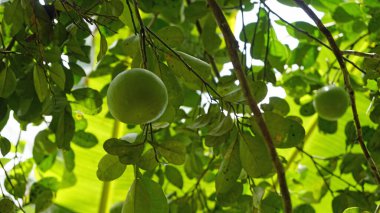 Zanzibar adasında ekşi mangg ağacı