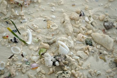 Zanzibar adasında deniz kabukları