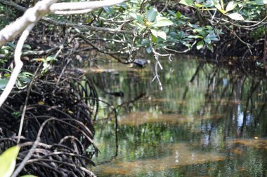 Zanzibar adasındaki Jozani 'deki mangrov ormanı.