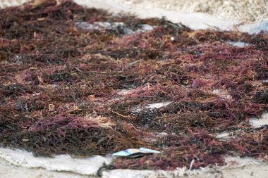 drying seaweed in a village at zanzibar clipart