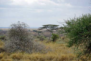 Tanzanya 'daki Serengeti manzarası