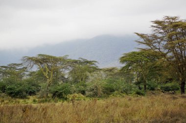 Tanzanya 'daki Serengeti manzarası