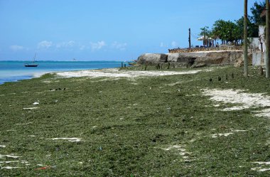 Balıkçı Zanzibar adasında batıyor.