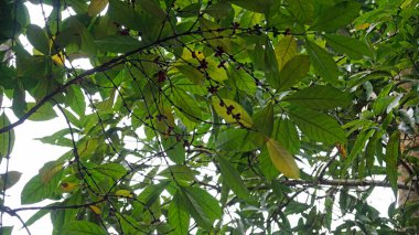 Zanzibar 'da bir ağaçta kahve meyvesi