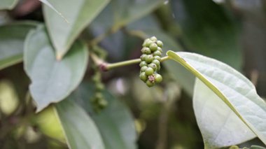 Zanzibar 'daki biber fabrikası Baharat Adası