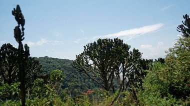 Tanzanya 'daki Serengeti manzarası