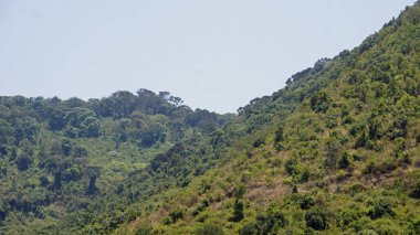 Tanzanya 'daki Serengeti manzarası