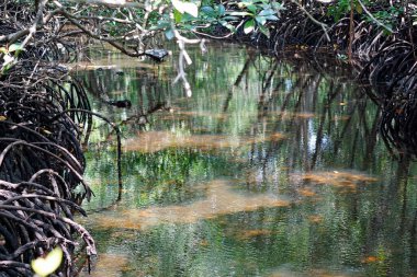Zanzibar adasındaki Jozani 'deki mangrov ormanı.