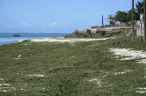 Balıkçı Zanzibar adasında batıyor.