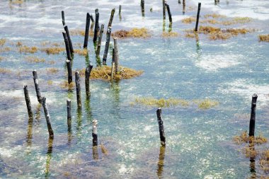 Zanzibar adasındaki deniz otları çiftliği.