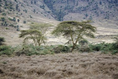 Tanzanya 'daki Serengeti manzarası