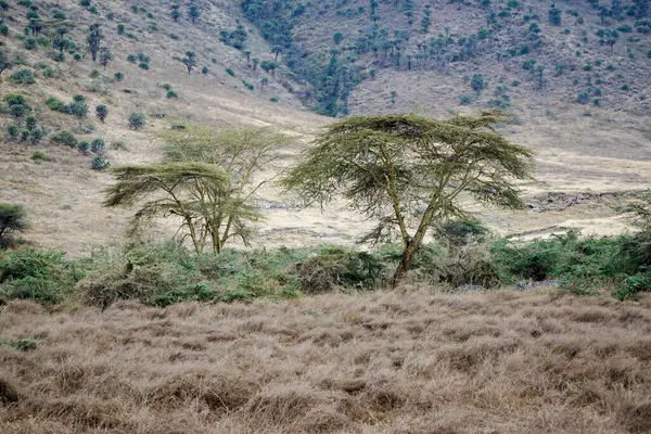 Tanzanya 'daki Serengeti manzarası