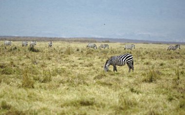 Zebra Tanzanya 'daki Serengeti Parkı' nda