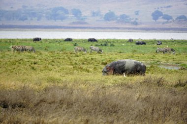 Tanzanya 'daki Serengeti parkında büyük bir su aygırı.