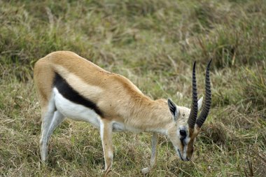 Thomson ceylanı Tanzanya 'daki Serengeti' de