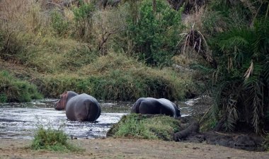 Tanzanya 'daki Serengeti parkında büyük bir su aygırı.