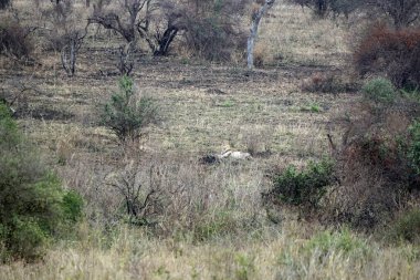 Erkek ve dişi aslan serengeti 'nin bozkırlarında yatıyor.