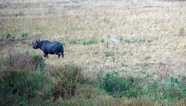 Serengeti 'nin bozkırında kocaman bir gergedan