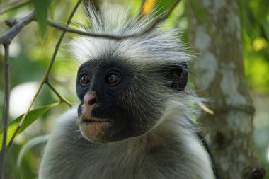 zanzibar red colobus monkey (Piliocolobus kirkii) clipart