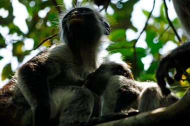 Zanzibar kırmızı kolobus maymunu (Piliocolobus kirkii)