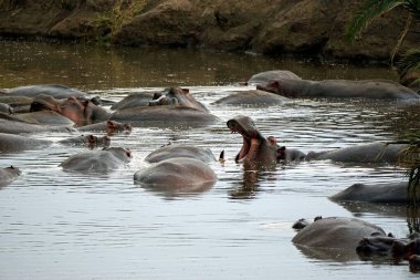 Bir grup hipopotam Tanzanya 'daki Serengeti' de bir gölette