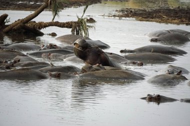 Bir grup hipopotam Tanzanya 'daki Serengeti' de bir gölette