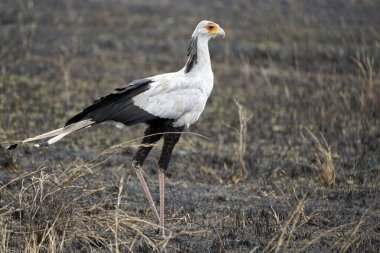 Tanzanya 'daki Serengeti Ulusal Parkı' nda sekreter kuş.