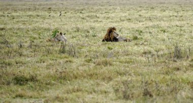 Erkek ve dişi aslan serengeti 'nin bozkırlarında yatıyor.