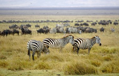 Serengeti ovasında zebra ve vahşi hayvan sürüsü