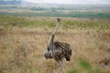 Tanzanya 'daki Serengeti parkında devekuşu.