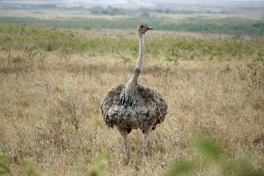 Tanzanya 'daki Serengeti parkında devekuşu.