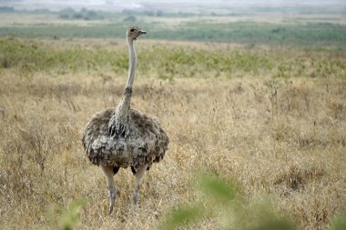 Tanzanya 'daki Serengeti parkında devekuşu.