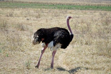 Tanzanya 'daki Serengeti parkında devekuşu.