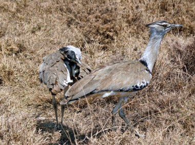 Tanzanya 'daki Serengeti Parkı' nda harika bir adam.