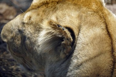 Erkek ve dişi aslan serengeti 'nin bozkırlarında yatıyor.