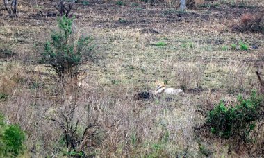 Erkek ve dişi aslan serengeti 'nin bozkırlarında yatıyor.