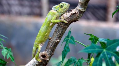 Afrika 'daki Zanzibar adasında renkli bir bukalemun.