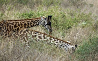 Tanzanya 'daki Serengeti parkında zürafa