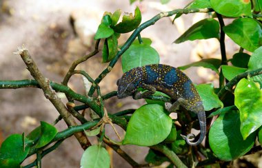 Afrika 'daki Zanzibar adasında renkli bir bukalemun.