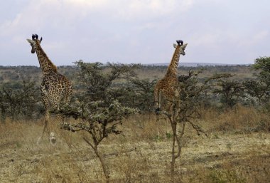 Tanzanya 'daki Serengeti parkında zürafa