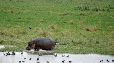 Tanzanya 'daki Serengeti parkında büyük bir su aygırı.