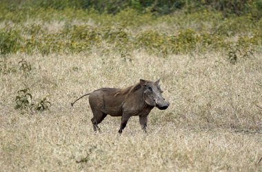 Tanzanya 'daki Serengeti ovasında yaban domuzu