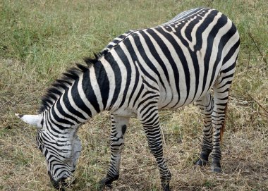 Zebra Tanzanya 'daki Serengeti Parkı' nda